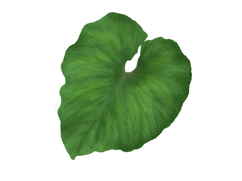 Single Green Leaves Transparent PNG Image