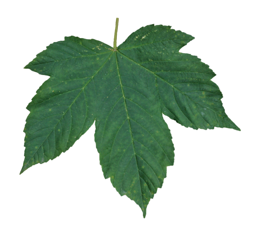 Single Green Leaves Transparent PNG Image