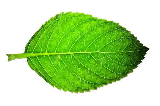 Single Green Leaves Transparent PNG Image