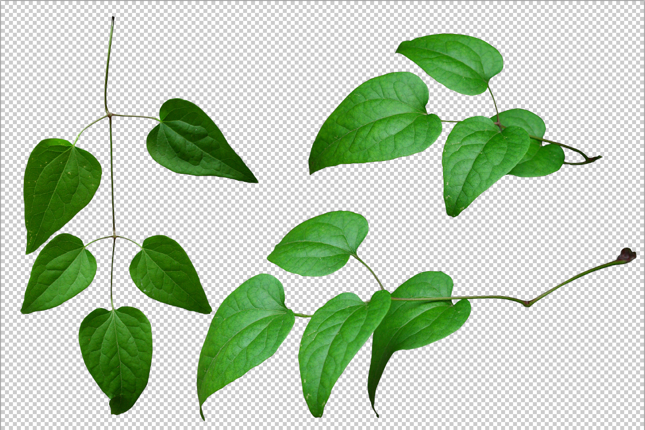 Leaves Transparent PNG Image