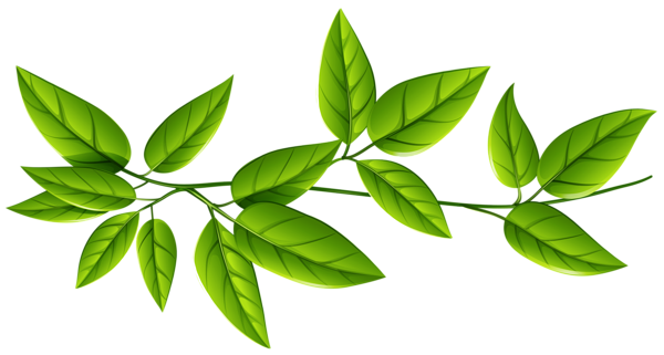 Leaves Transparent PNG Image