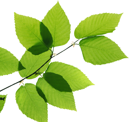 Real Leaves Transparent PNG Image