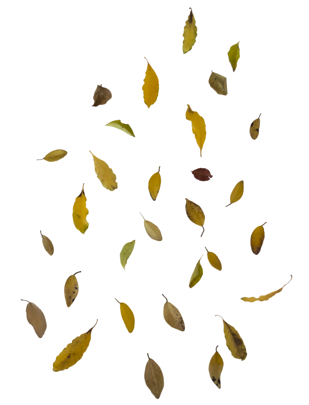Falling Leaves Transparent PNG Image