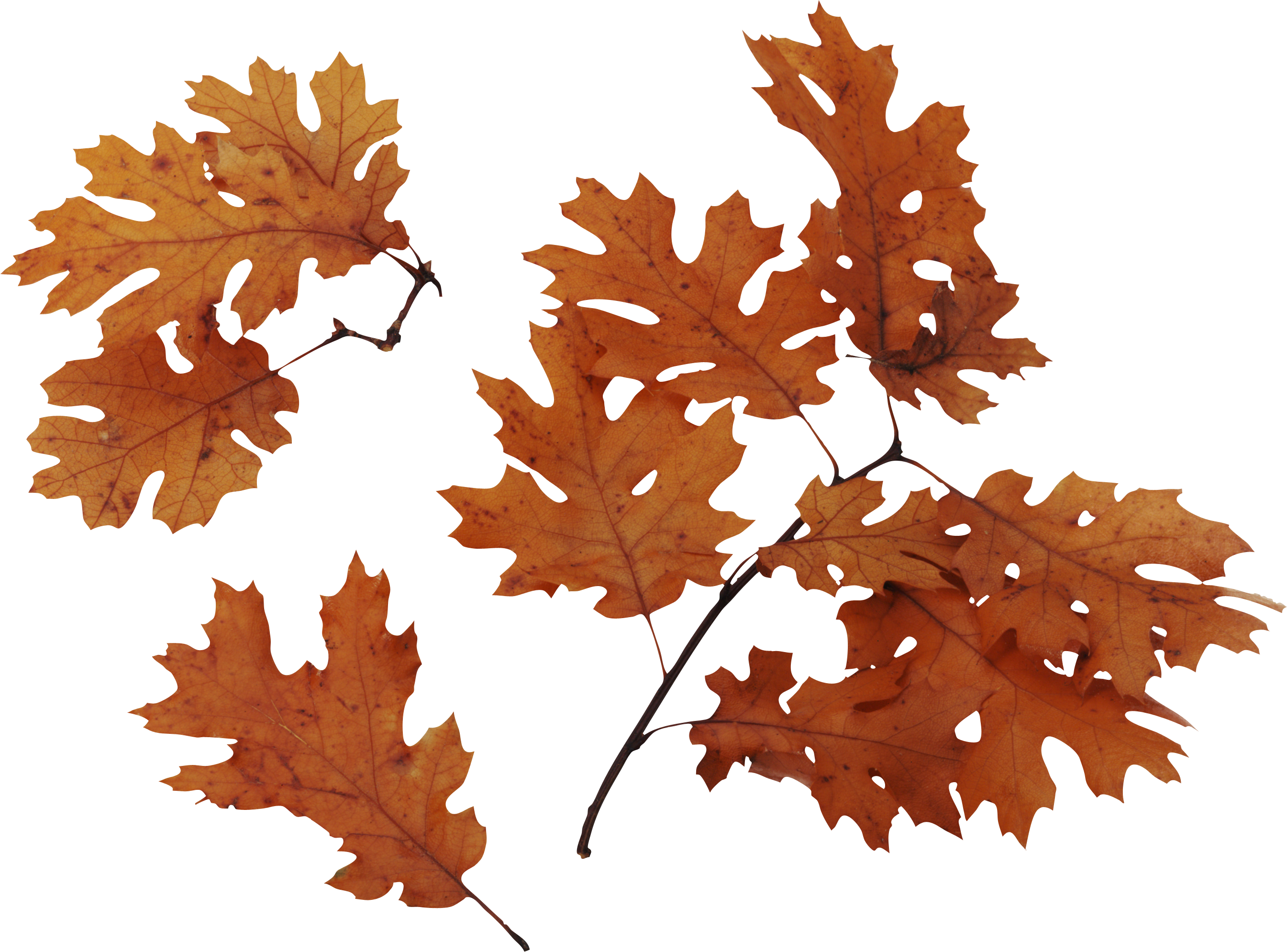 Autumn Leaves Transparent PNG Image