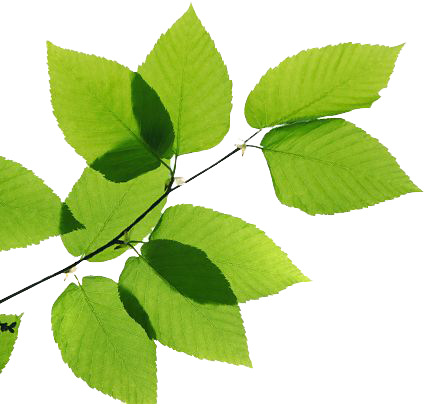 Green Leaves Transparent PNG Image