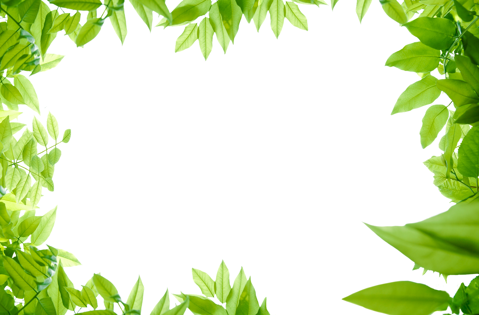 Green Leaves Transparent PNG Image