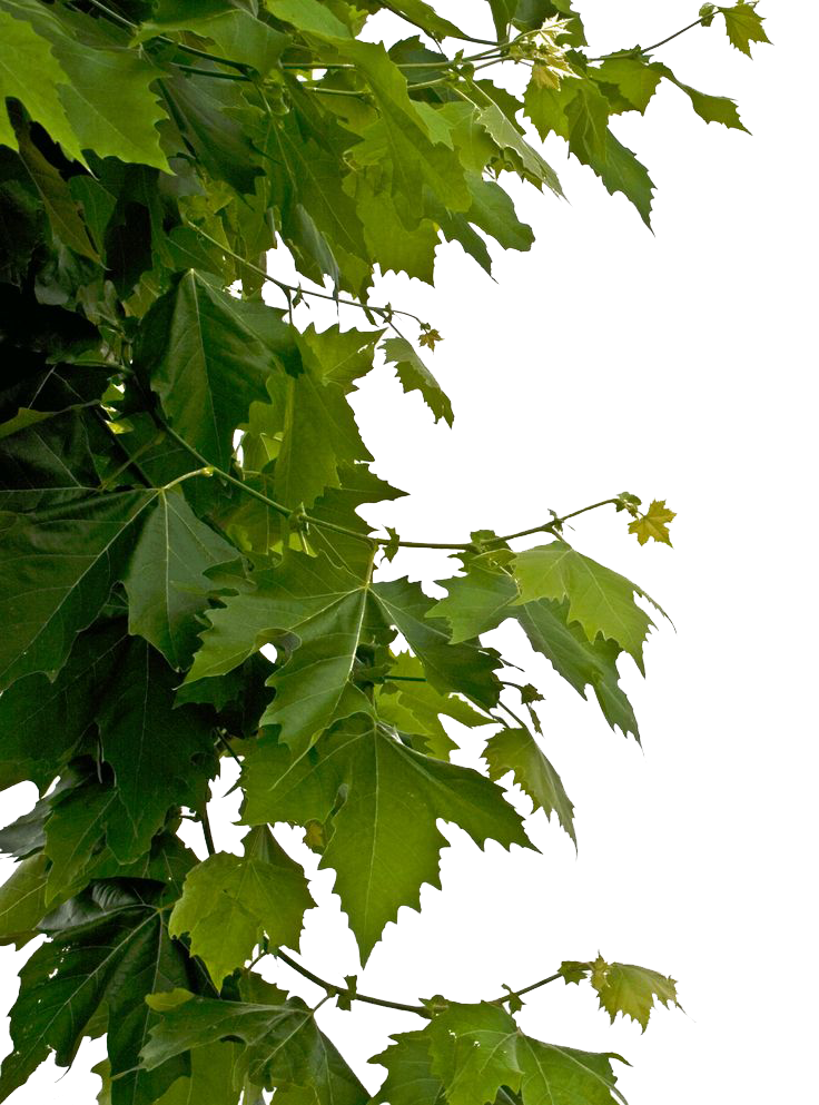 Leaves Transparent PNG Image