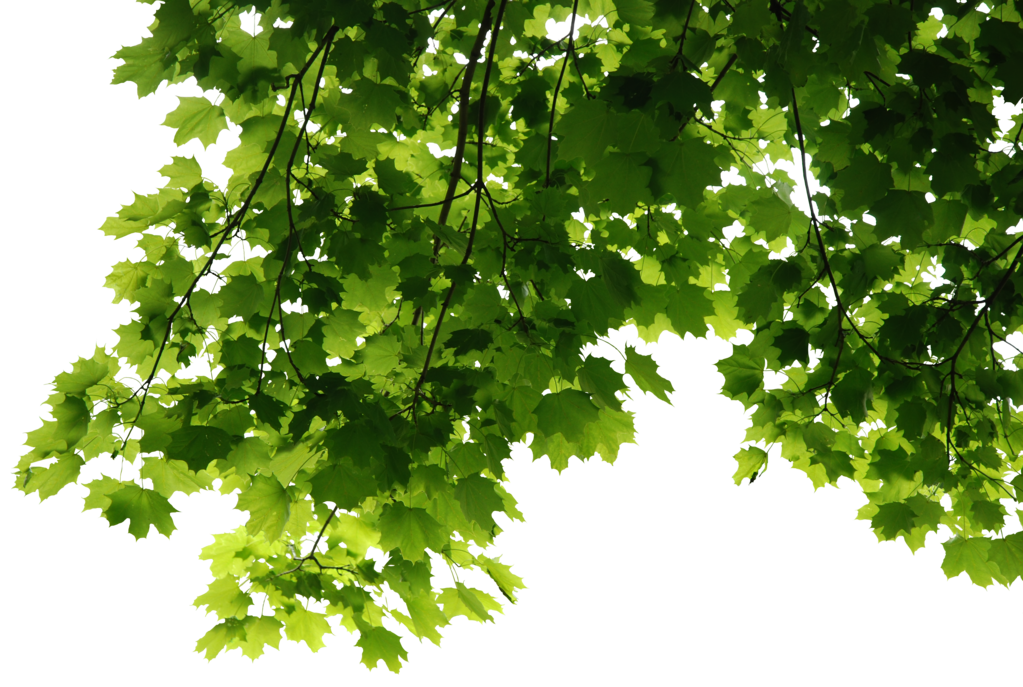 Leaves File Transparent PNG Image
