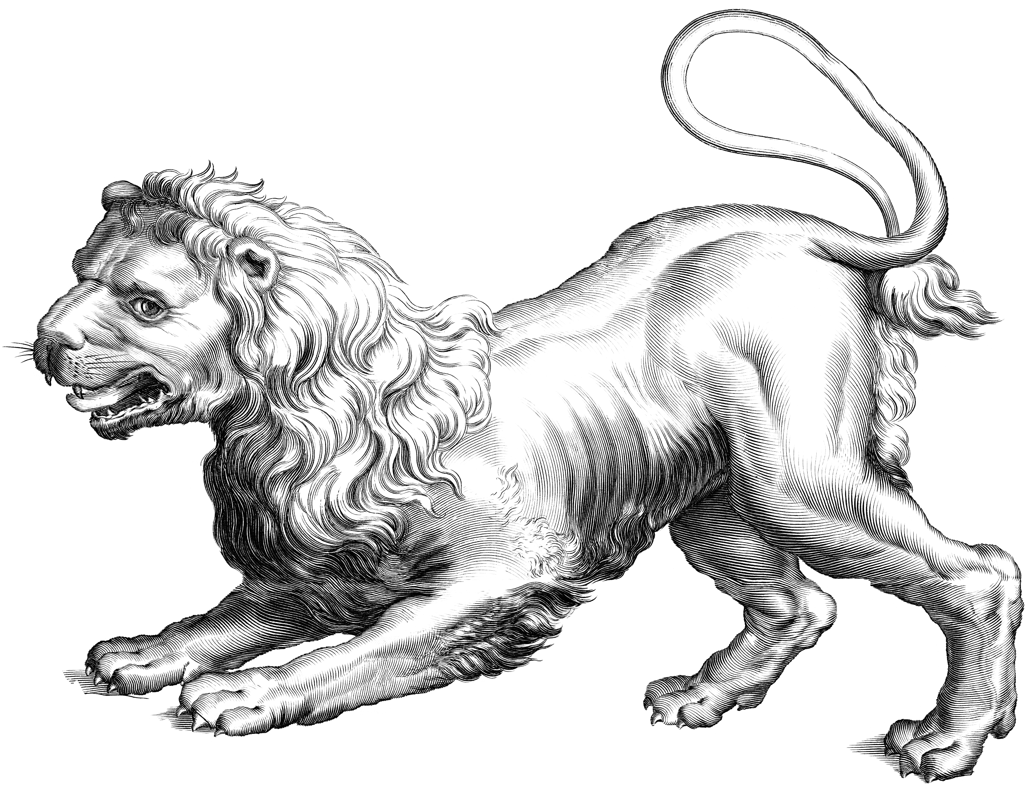 Leo Transparent PNG Image