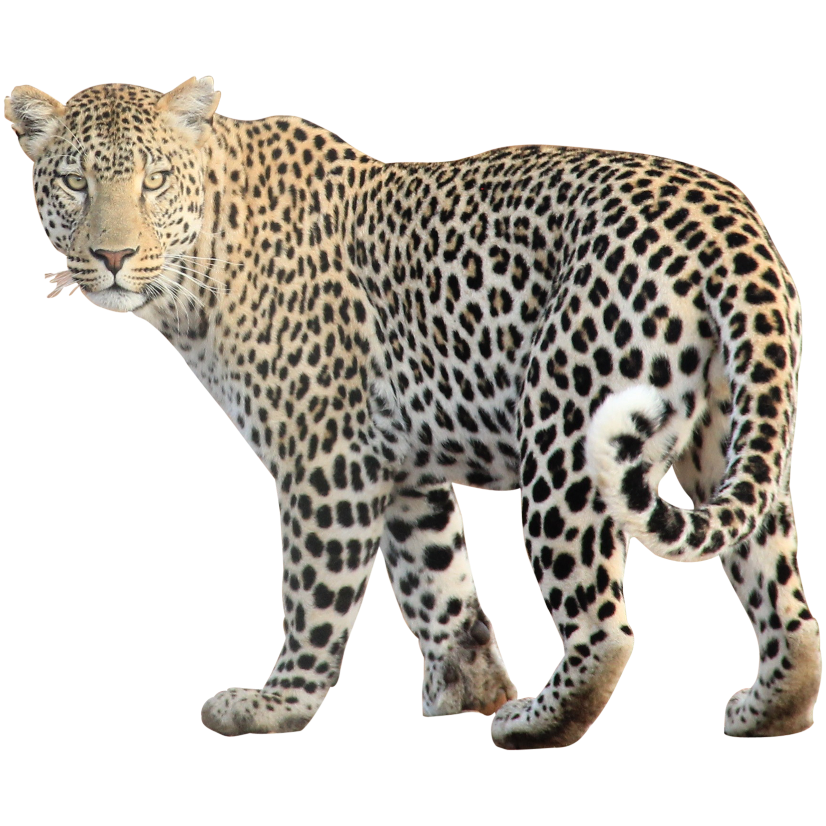 Leopard Transparent PNG Image