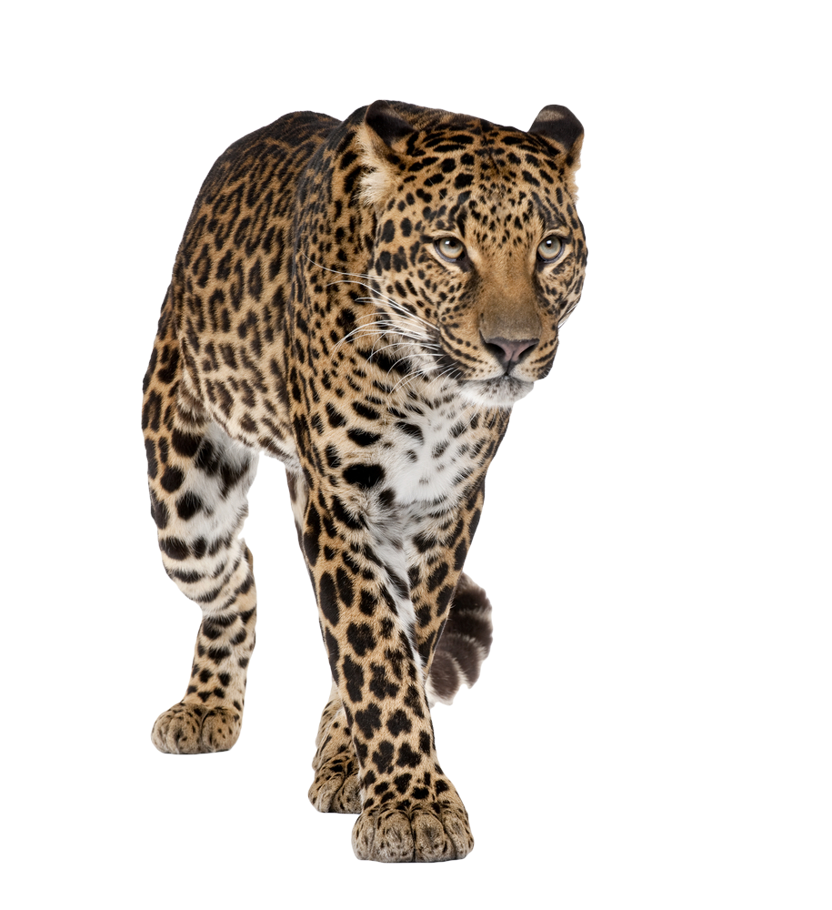 Leopard High-Quality Transparent PNG Image