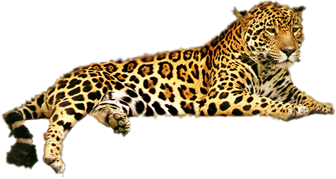 Leopard Transparent PNG Image
