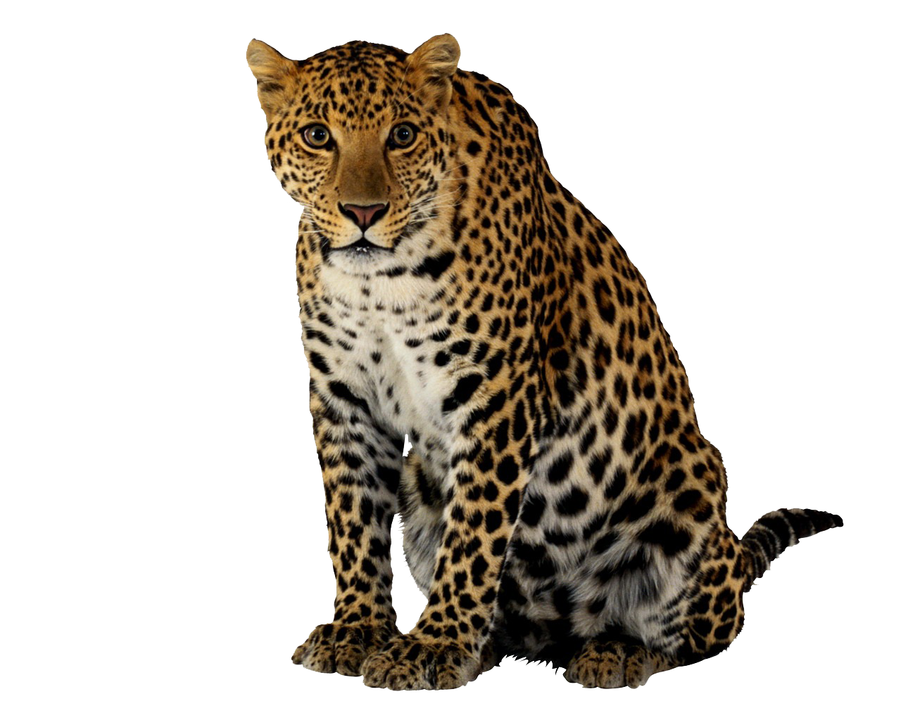 Leopard Transparent PNG Image
