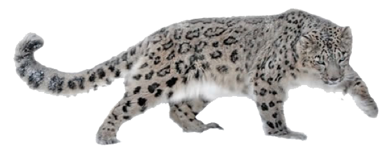 Leopard Transparent PNG Image