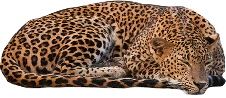 Leopard Transparent PNG Image