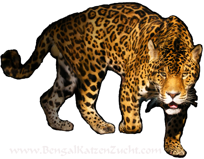Leopard Transparent PNG Image