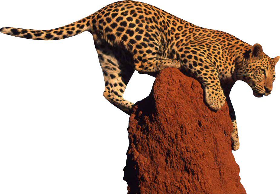 Leopard Transparent PNG Image