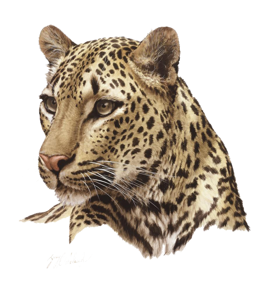Leopard Transparent PNG Image