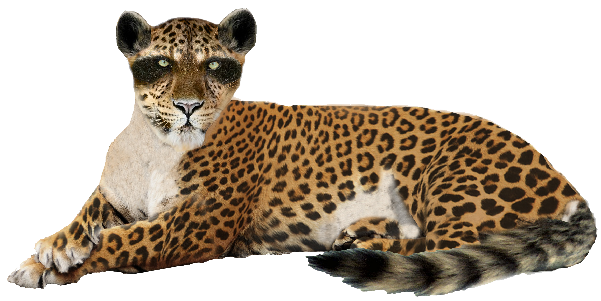 Leopard Transparent PNG Image