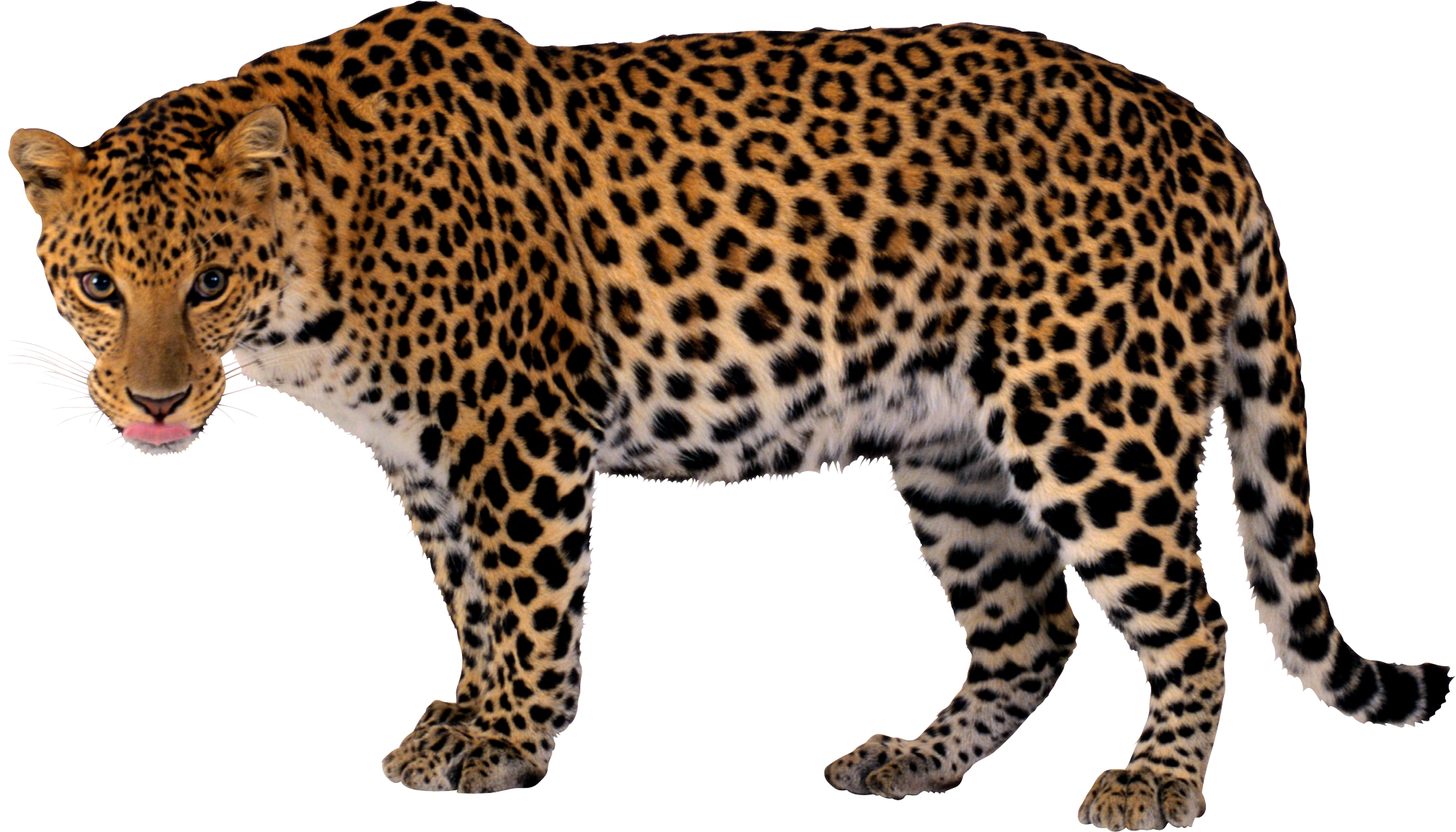 Leopard Transparent PNG Image