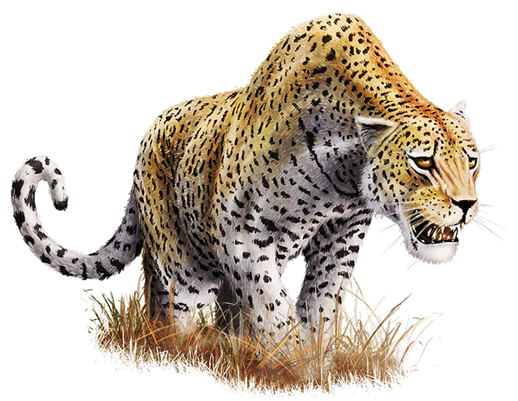 Leopard Transparent PNG Image