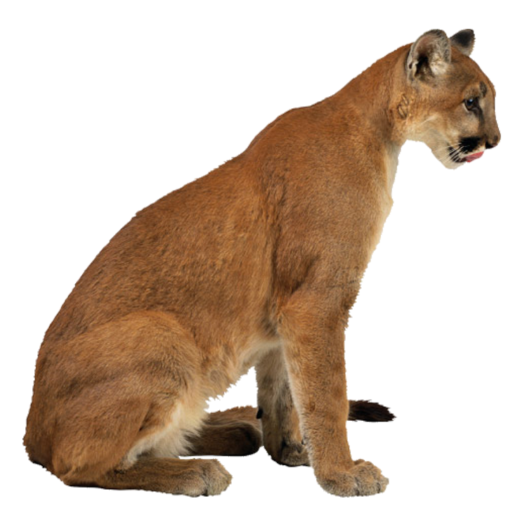 Cougar Lynx Leopard Eurasian Cheetah Transparent PNG Image