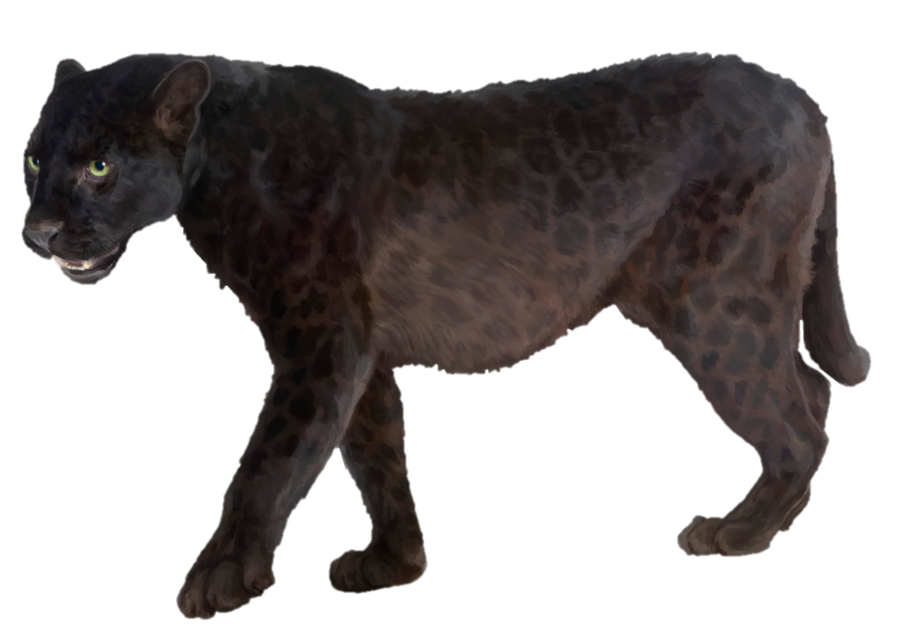 Jaguar Panther graphy Leopard Black Stock Transparent PNG Image
