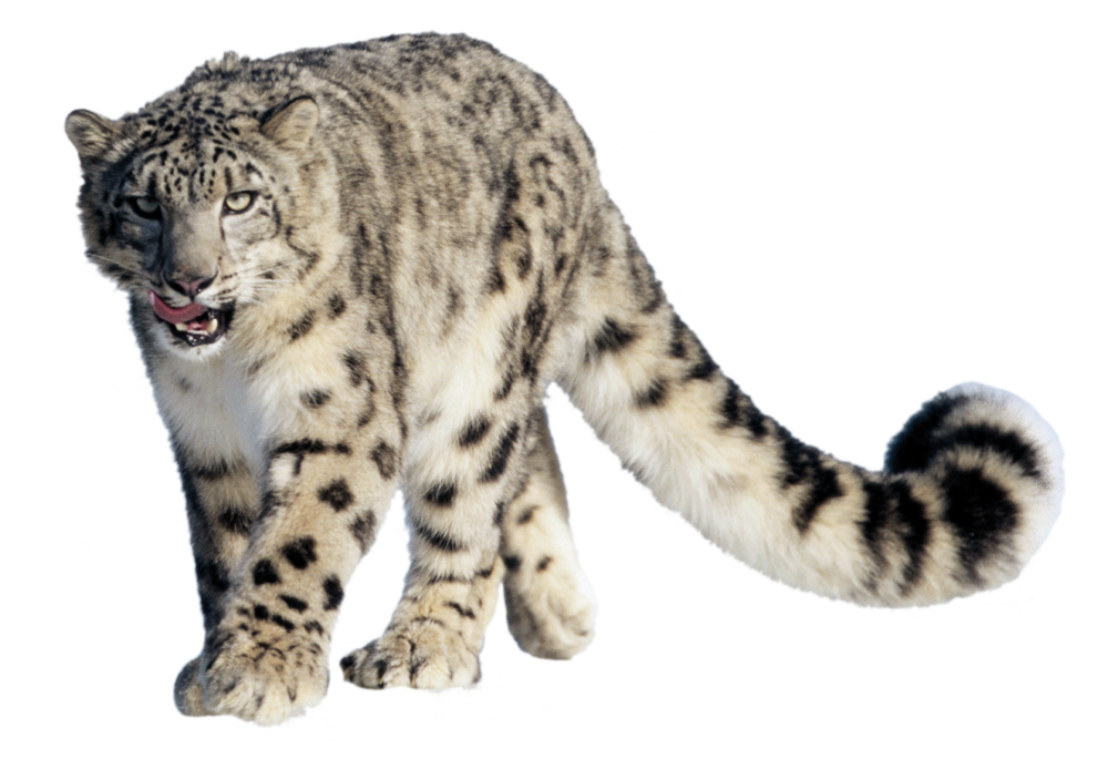 Leopard Transparent PNG Image
