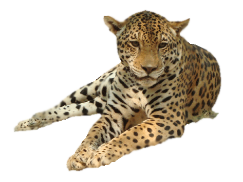 Leopard Transparent PNG Image