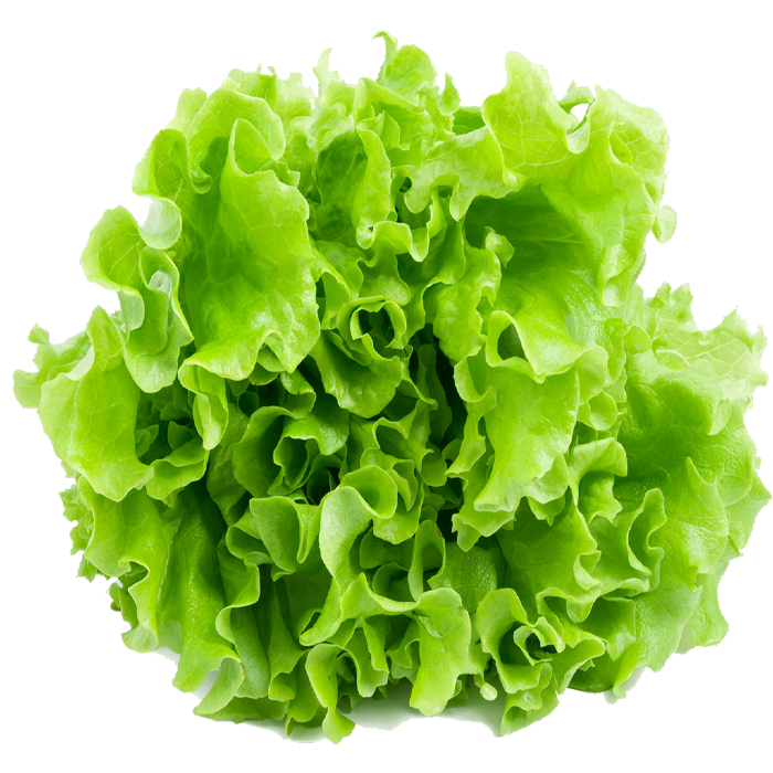 Lettuce Butterhead Transparent PNG Image