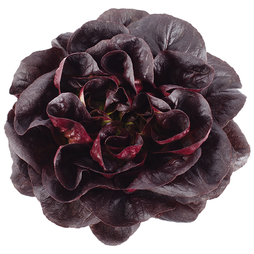 Lettuce Butterhead File Transparent PNG Image