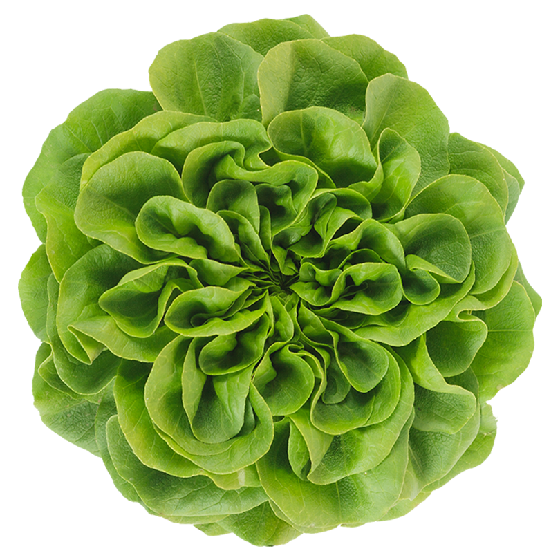 Lettuce Butterhead Transparent PNG Image