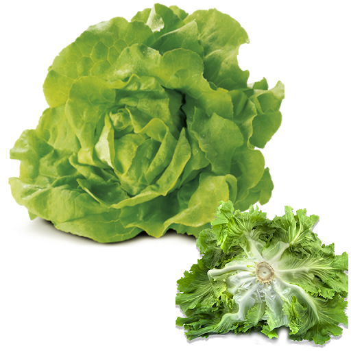 Lettuce Butterhead Transparent PNG Image