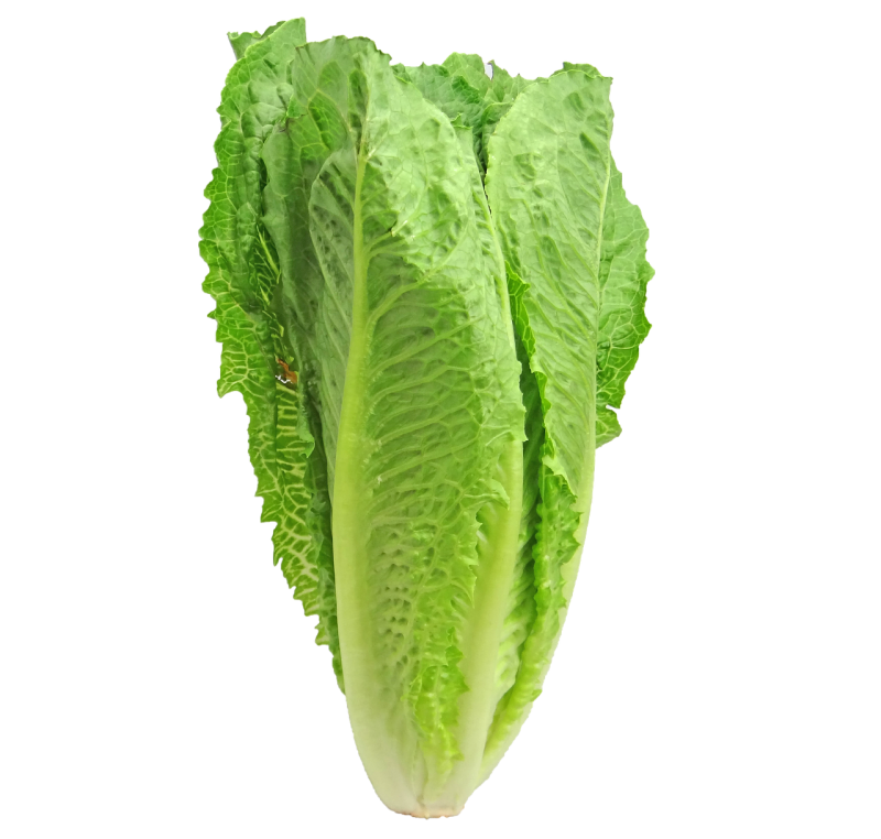 Fresh Butterhead Lettuce Transparent PNG Image