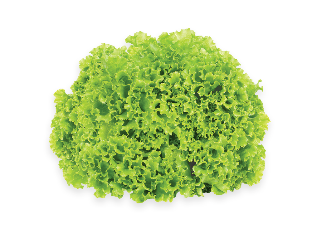 Fresh Butterhead Lettuce Transparent PNG Image