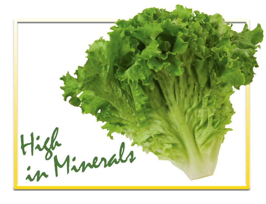 Fresh Butterhead Lettuce Transparent PNG Image