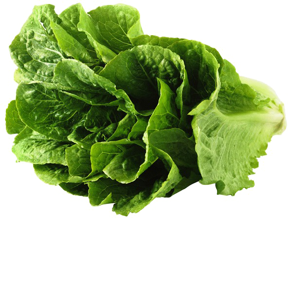 Fresh Butterhead Lettuce Transparent PNG Image