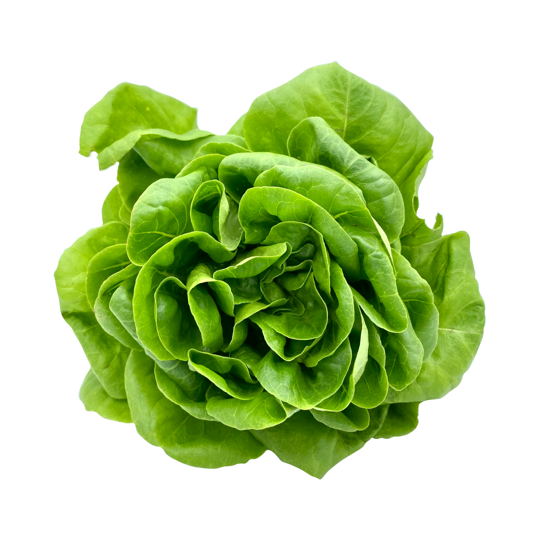 Fresh Butterhead Lettuce Transparent PNG Image
