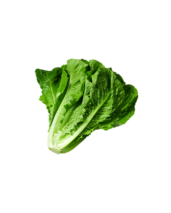 Lettuce Green Butterhead Transparent PNG Image