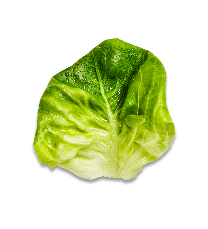 Lettuce Green Butterhead Transparent PNG Image