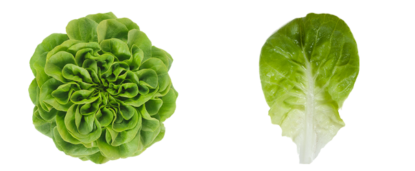 Lettuce Green Butterhead Transparent PNG Image