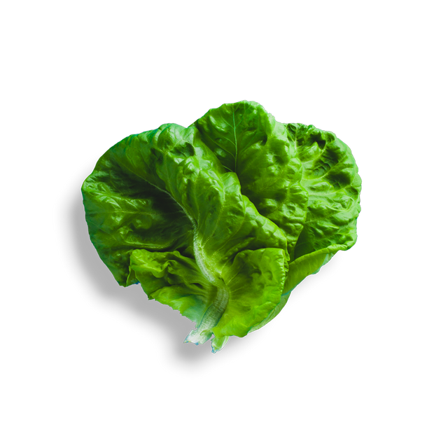 Lettuce Green Butterhead Transparent PNG Image