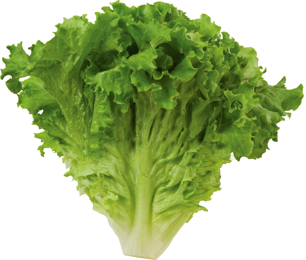 Lettuce Green Butterhead Transparent PNG Image
