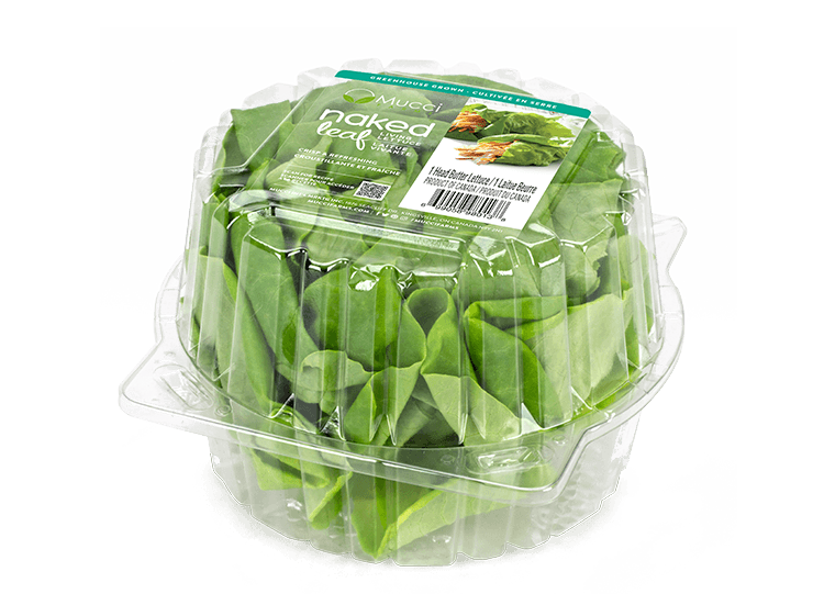 Lettuce Organic Butterhead Transparent PNG Image
