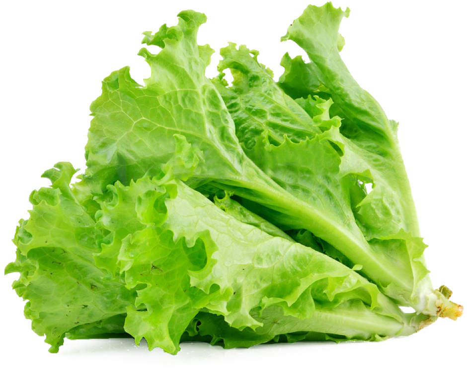 Lettuce Organic Butterhead Transparent PNG Image