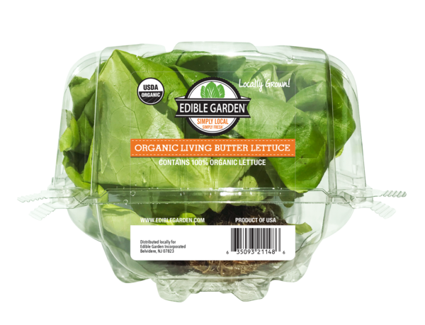 Lettuce Organic Butterhead Transparent PNG Image