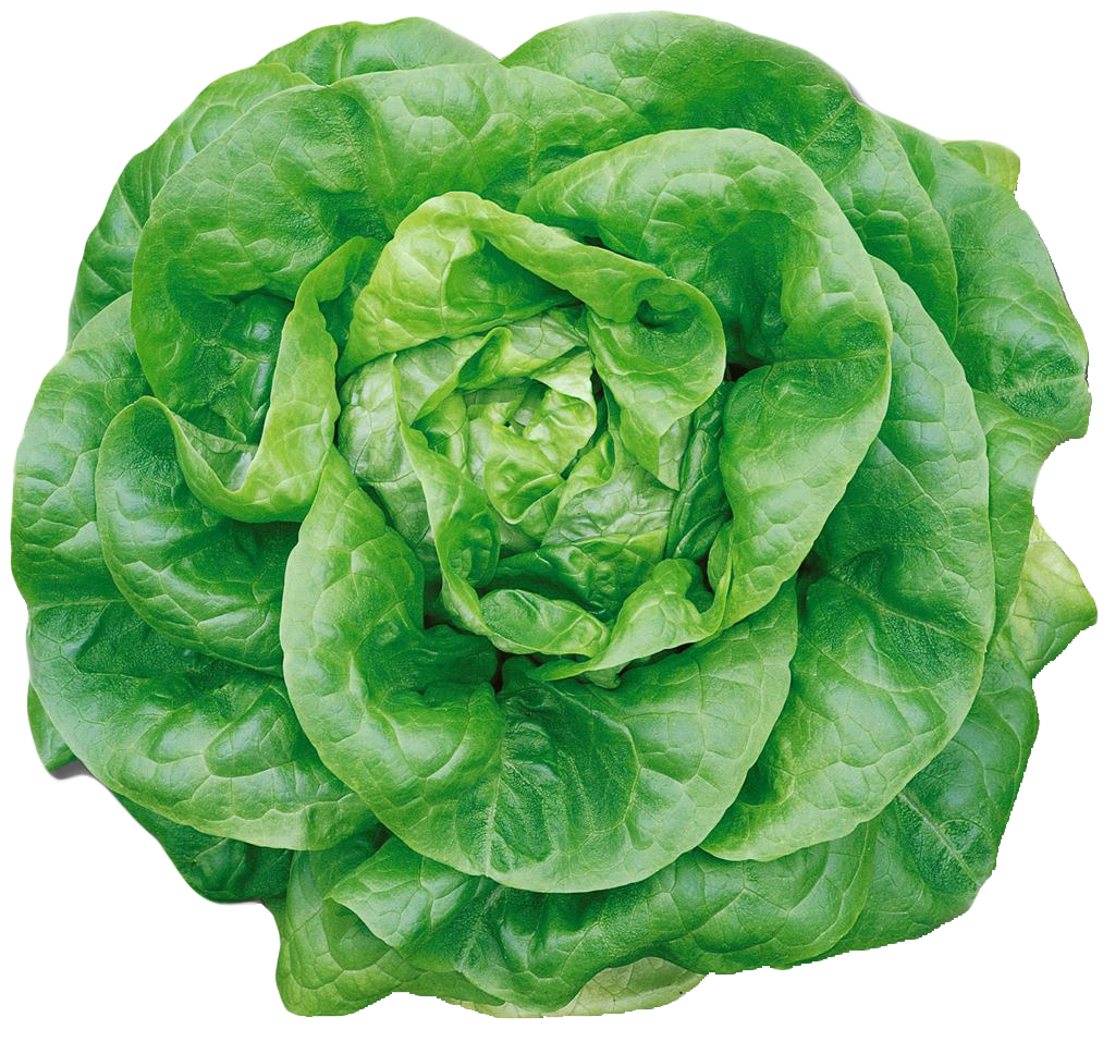 Lettuce Green Butterhead Transparent PNG Image
