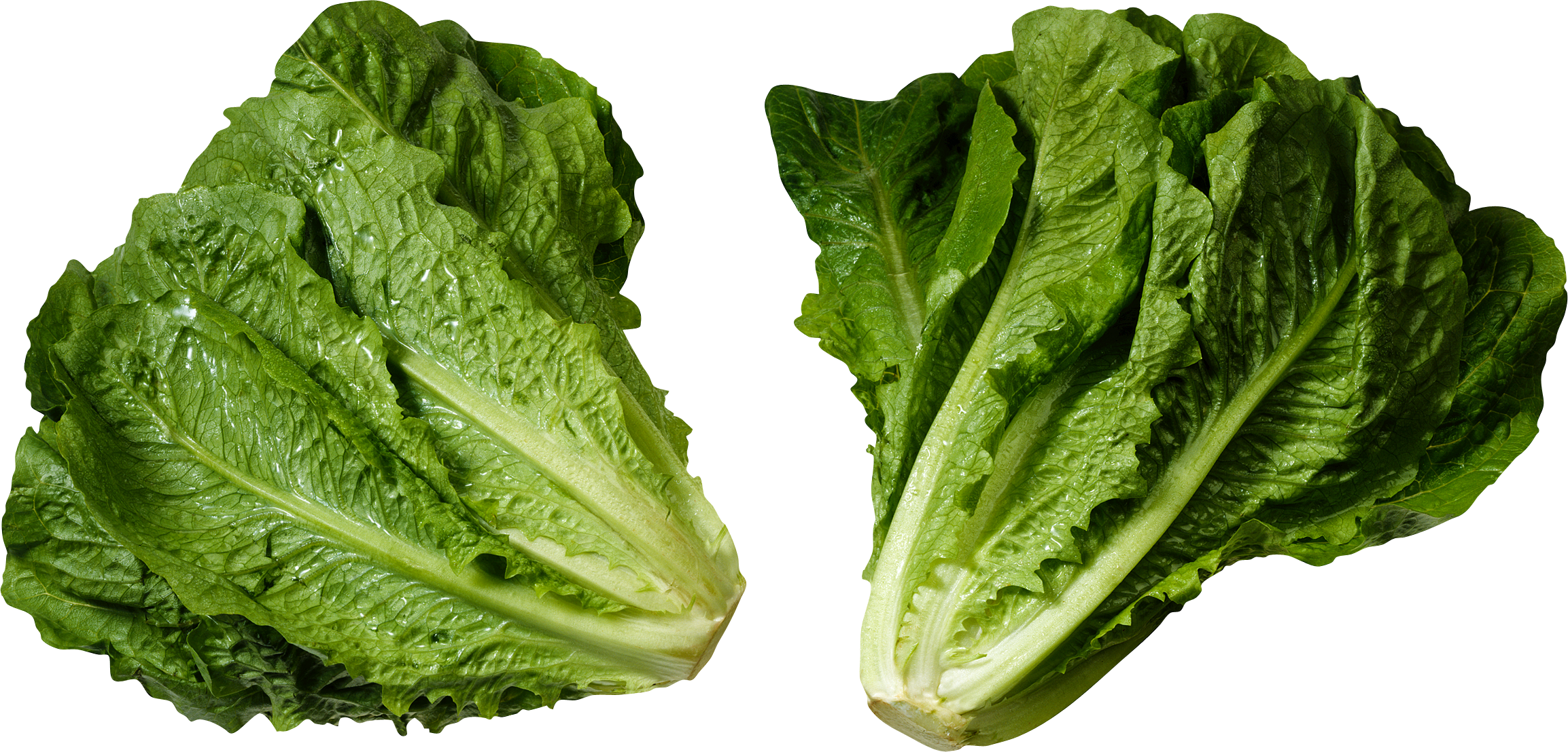 Lettuce Green Butterhead Transparent PNG Image