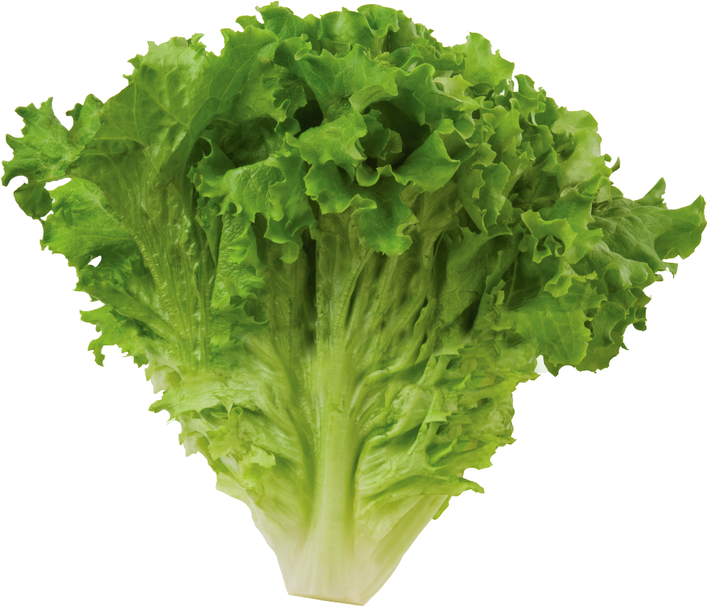 Lettuce Green Butterhead Transparent PNG Image