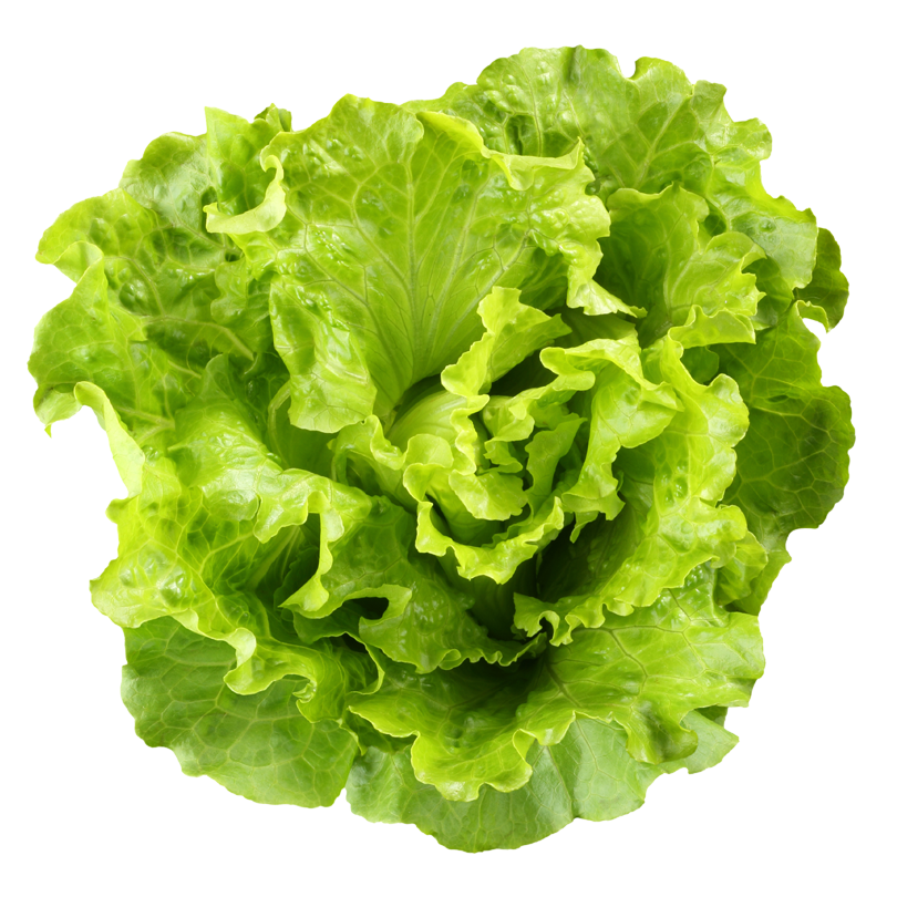 Lettuce Green Butterhead Transparent PNG Image